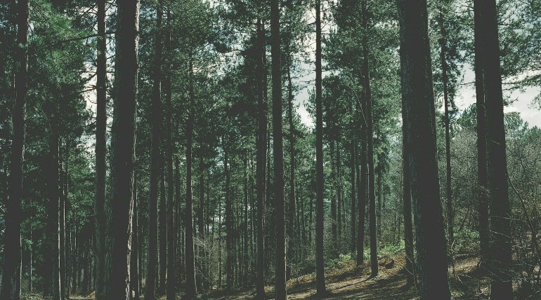 फॉरेस्ट गार्ड ने किसान को बीच सड़क गिराकर पीटा,  नीलगाय खदेड़ने पर लाठी बरसाई, घसीटकर चौकी ले गया