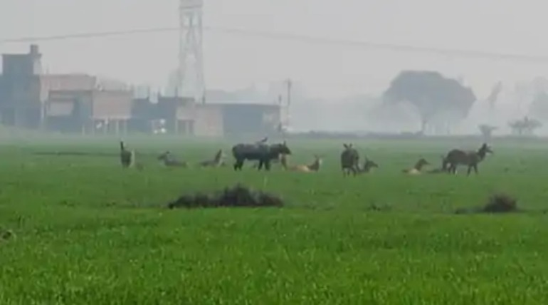 नीलगाय से किसान परेशान:फसलें बर्बाद, ब्रह्मपुर ब्लॉक में बढ़ रहा प्रकोप