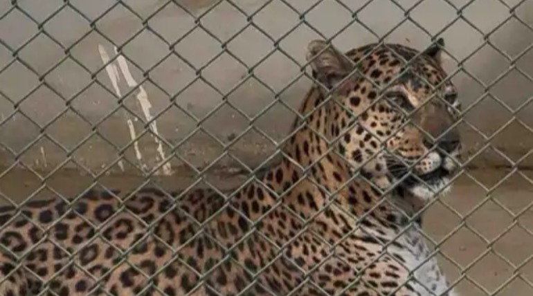 शेर-बाघ के बाड़ों पर सबसे ज्यादा भीड़, चिड़ियाघर में धूप सेंक रहे जानवर