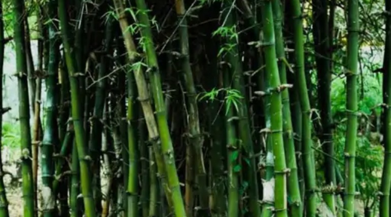 बांस काटने को लेकर दो पक्षों में मारपीट, 9 लोगों पर केस दर्ज