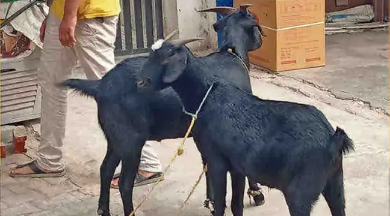 गोरखपुर में 44 पारंपरिक स्थलों पर होगी कुर्बानी, अवशेषों के निस्तारण के लिए विशेष सफाई अभियान