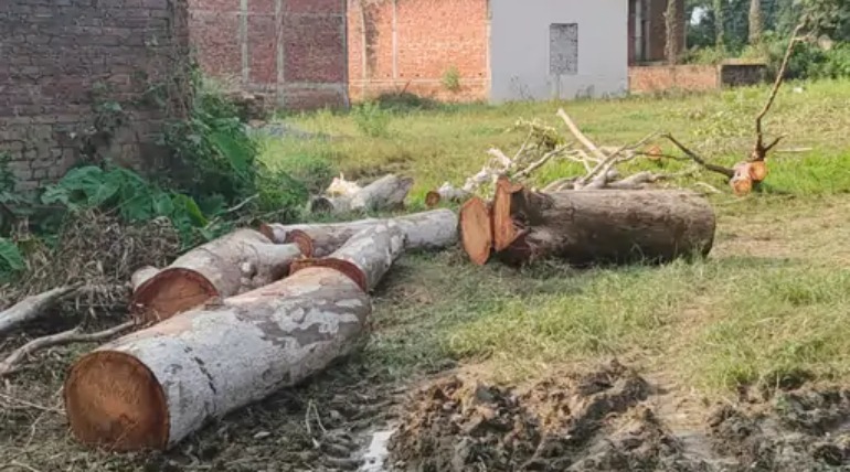 पाली में नहर किनारे गिरे पेड़ को लेकर विवाद, सिंचाई और वन विभाग स्वामित्व पर उलझे
