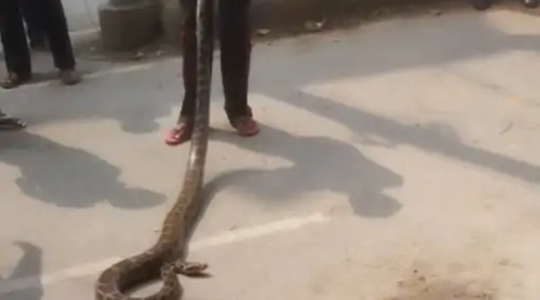 सहजनवां के रिठुआखोर में 12 फीट लंबा अजगर मिला, ग्रामीणों में हड़कंप